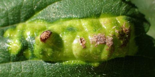 Tetraneura sp.